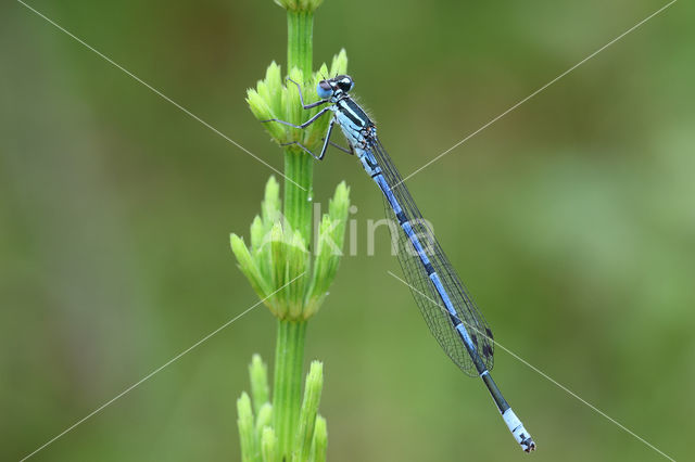 Azuurwaterjuffer (Coenagrion puella)