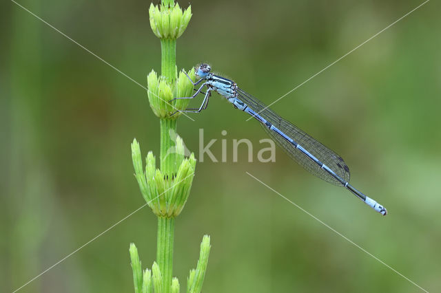 Azure Damselfly (Coenagrion puella)