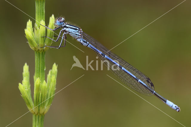 Azuurwaterjuffer (Coenagrion puella)