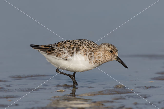 Drieteenstrandloper (Calidris alba)