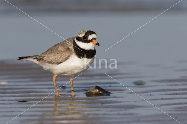 Bontbekplevier (Charadrius hiaticula)