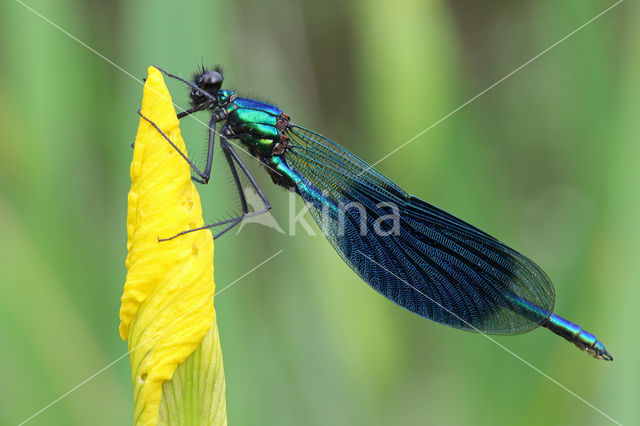 Weidebeekjuffer (Calopteryx splendens)