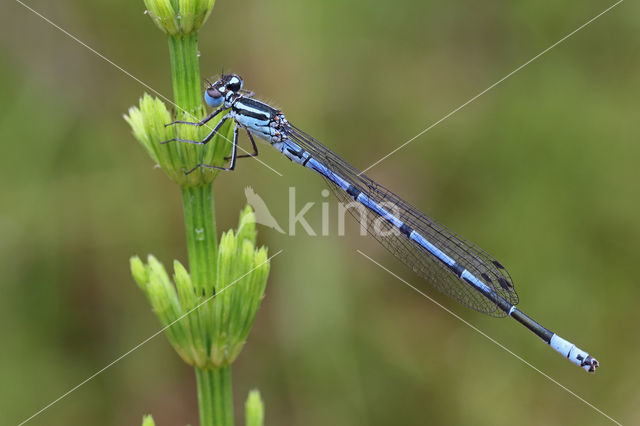 Azuurwaterjuffer (Coenagrion puella)