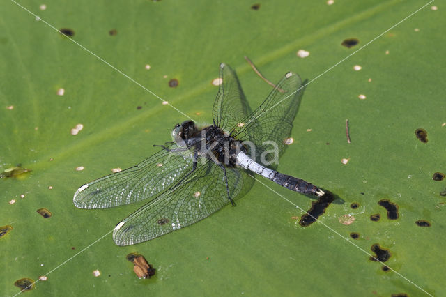 Lilypad White-faced Darter (Leucorrhinia caudalis)