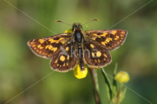 Bont dikkopje (Carterocephalus palaemon)