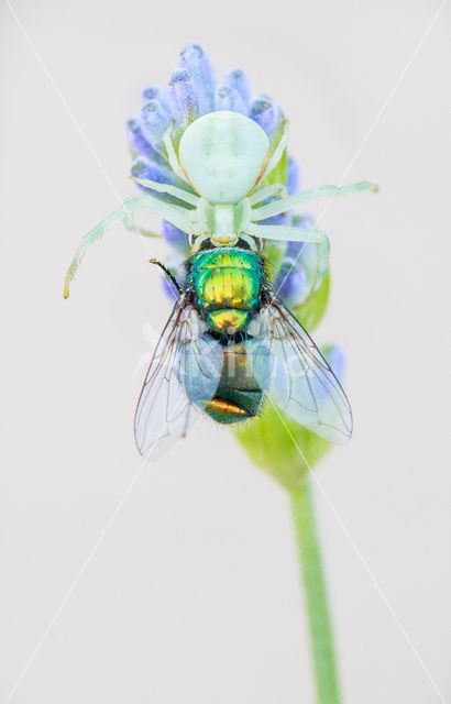 Flower Queen (Misumena vatia)