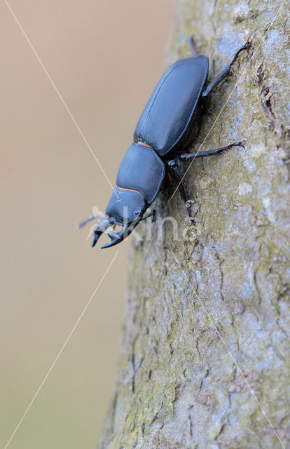 Small Stag Beetle (Dorcus parallelipipedus)