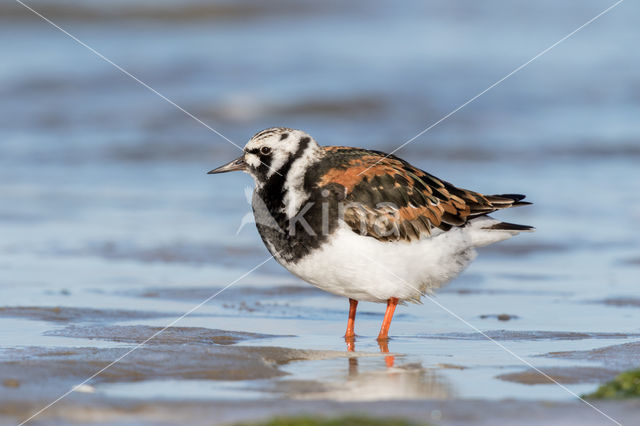 Steenloper (Arenaria interpres)