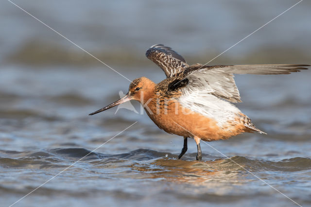 Rosse Grutto (Limosa lapponica)