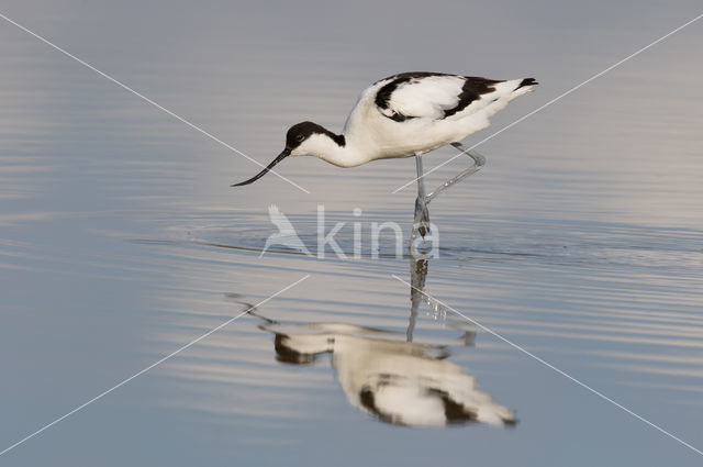 Pied Avocet (Recurvirostra avosetta)