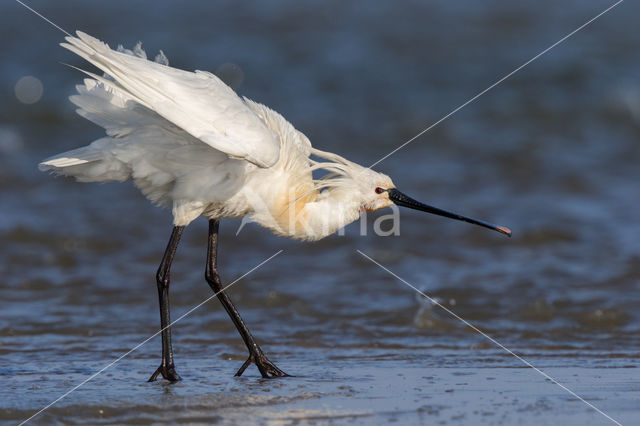 Eurasian Spoonbill (Platalea leucorodia)