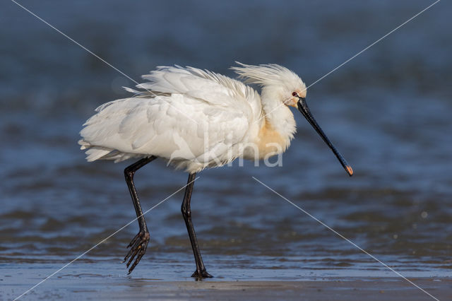 Lepelaar (Platalea leucorodia)