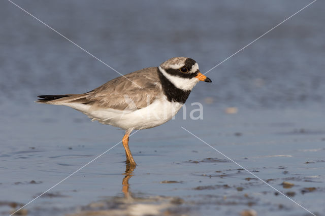 Bontbekplevier (Charadrius hiaticula)