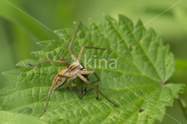 nursery web spider (Pisaura mirabilis)