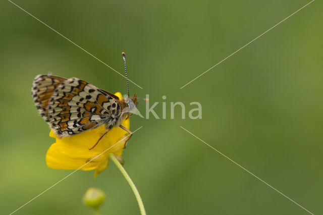 Veldparelmoervlinder (Melitaea cinxia)