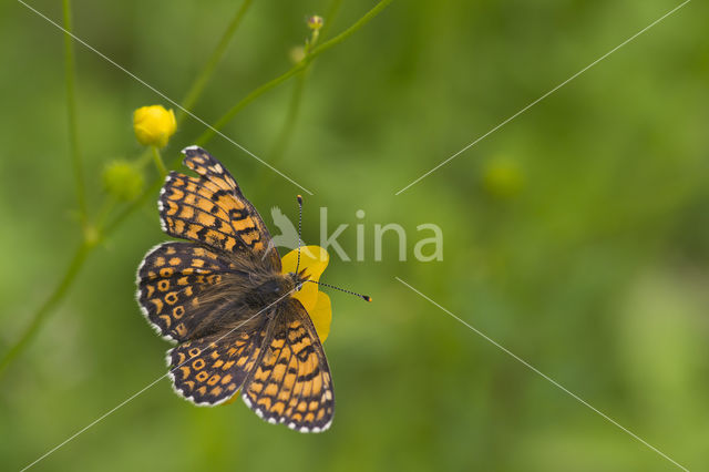 Veldparelmoervlinder (Melitaea cinxia)