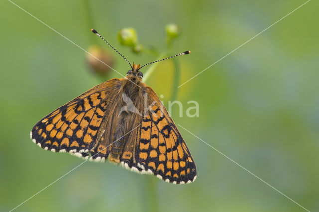 Glanville Fritellary (Melitaea cinxia)