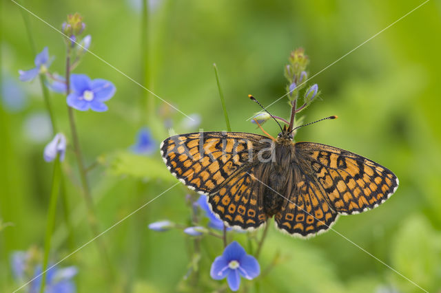 Veldparelmoervlinder (Melitaea cinxia)