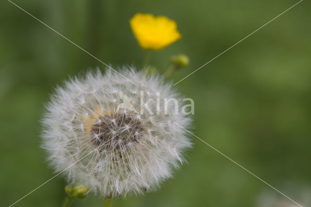 Common Dandelion (Taraxacum vulgare)