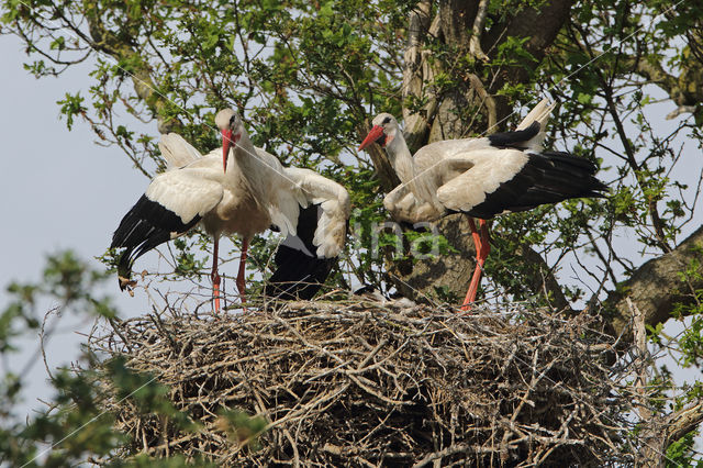 White Stork (Ciconia ciconia)