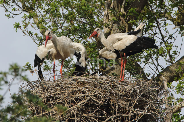 White Stork (Ciconia ciconia)