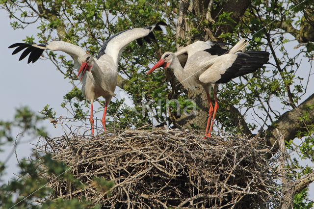 White Stork (Ciconia ciconia)