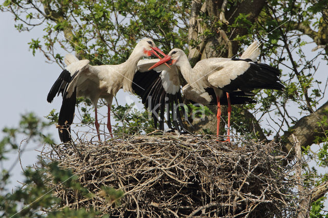 White Stork (Ciconia ciconia)