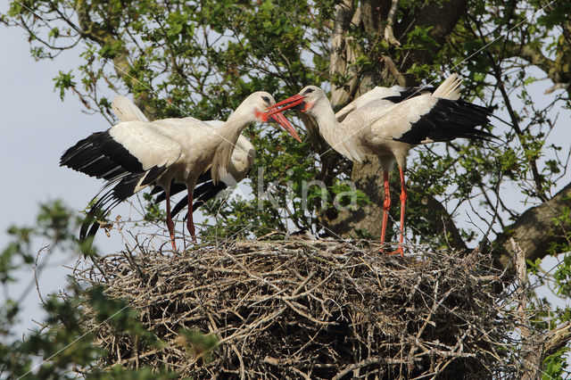 White Stork (Ciconia ciconia)