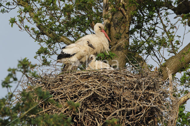 White Stork (Ciconia ciconia)