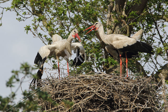 White Stork (Ciconia ciconia)