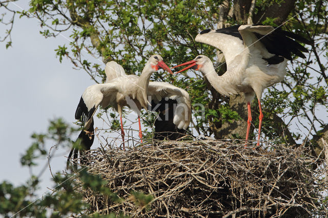 White Stork (Ciconia ciconia)