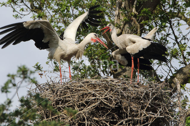 White Stork (Ciconia ciconia)