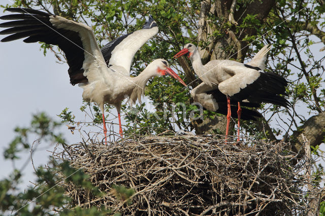 White Stork (Ciconia ciconia)