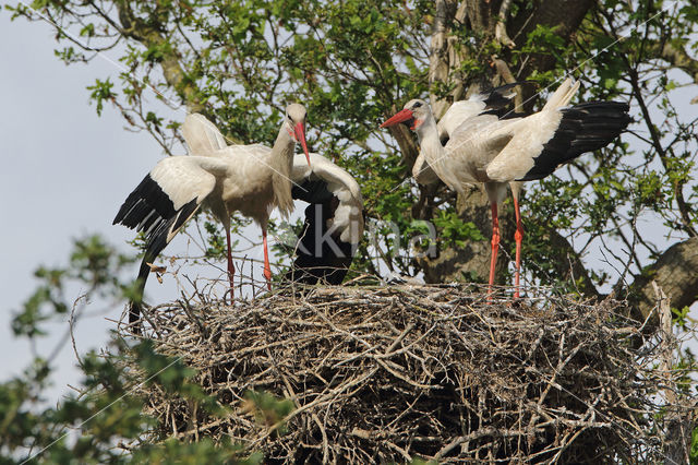 White Stork (Ciconia ciconia)