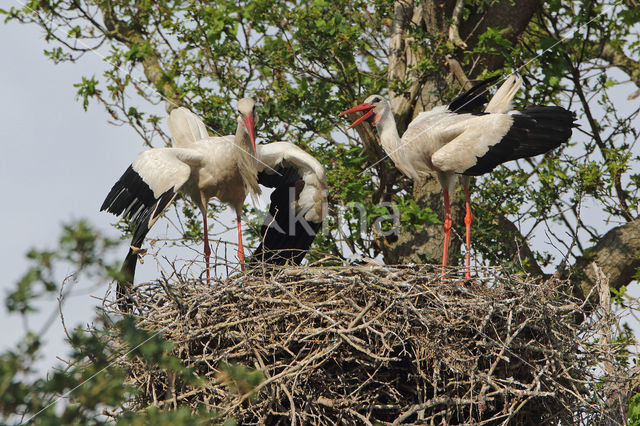 White Stork (Ciconia ciconia)