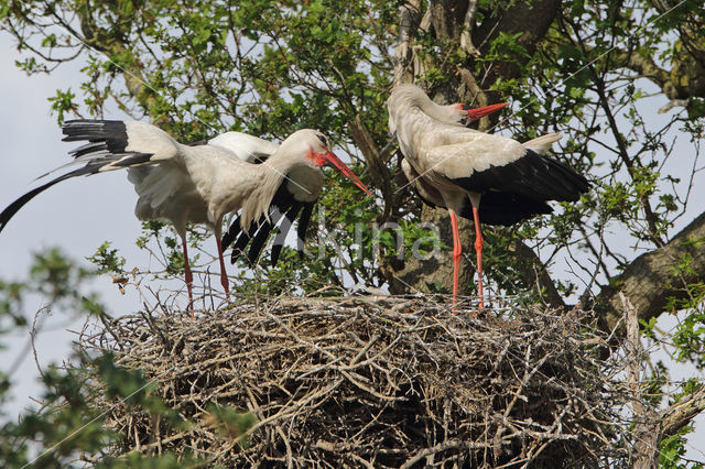 White Stork (Ciconia ciconia)