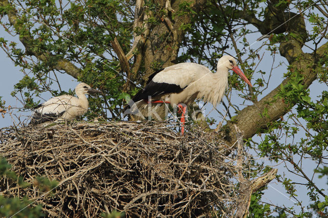 White Stork (Ciconia ciconia)