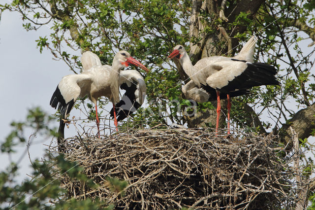 White Stork (Ciconia ciconia)