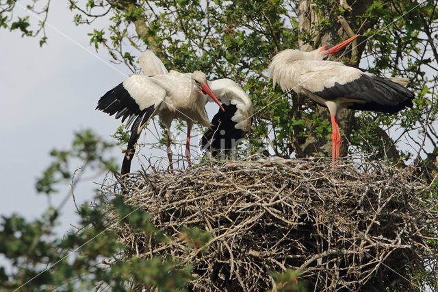 White Stork (Ciconia ciconia)