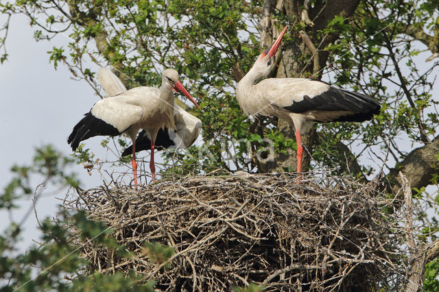 White Stork (Ciconia ciconia)