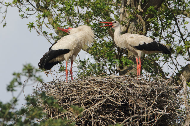 White Stork (Ciconia ciconia)