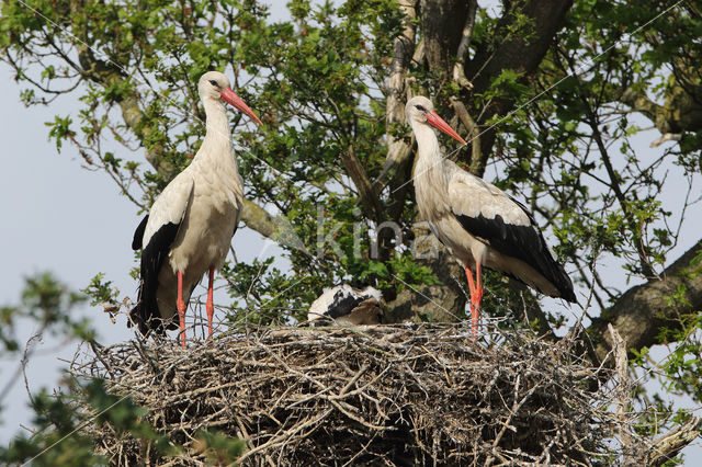 White Stork (Ciconia ciconia)