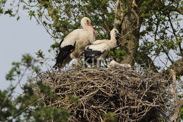 White Stork (Ciconia ciconia)