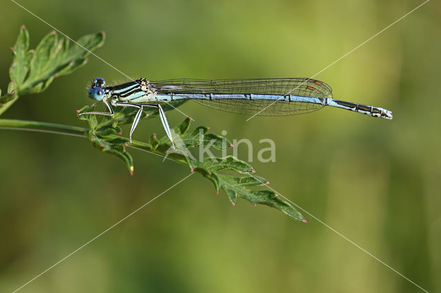 Blauwe breedscheenjuffer (Platycnemis pennipes)