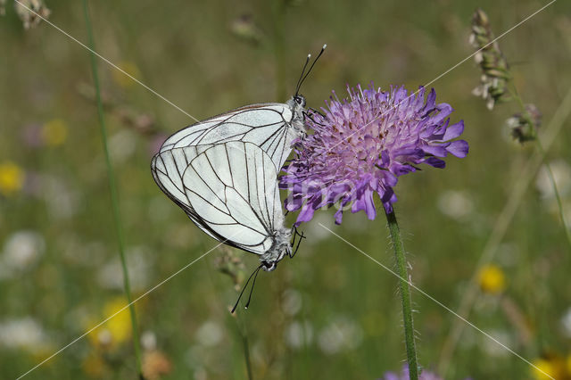 Black-veined White (Aporia crataegi)