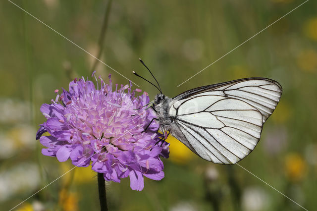 Black-veined White (Aporia crataegi)