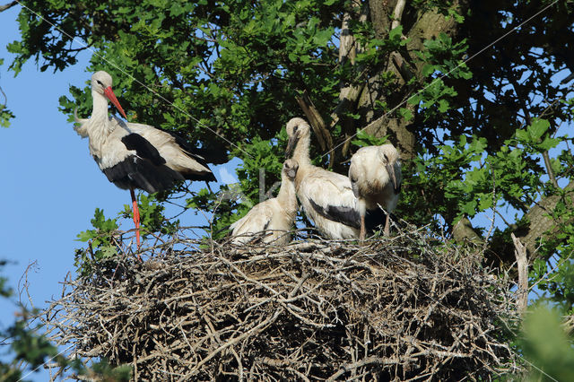 White Stork (Ciconia ciconia)