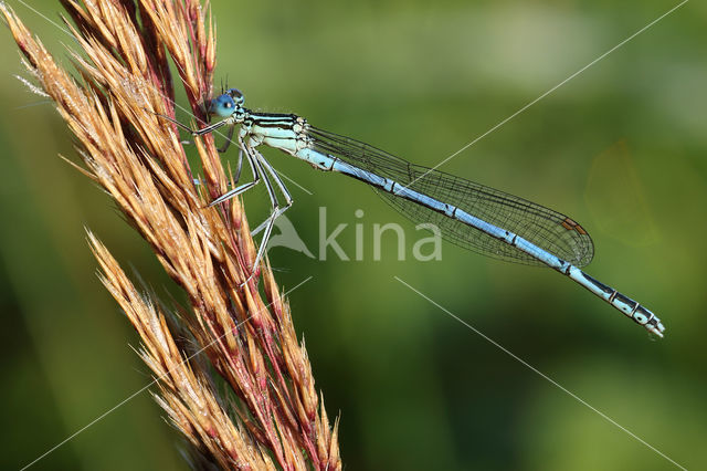 White-legged Damselfly (Platycnemis pennipes)