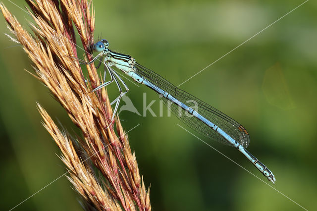 Blauwe breedscheenjuffer (Platycnemis pennipes)