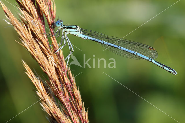 Blauwe breedscheenjuffer (Platycnemis pennipes)